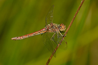 f3904. Vka obecn (Sympetrum vulgatum)