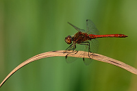f4604. Vka obecn (Sympetrum vulgatum)