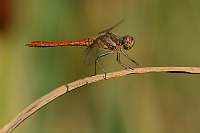 f4693. Vka obecn (Sympetrum vulgatum)