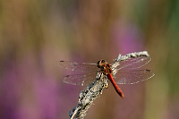 g2811. Vka obecn (Sympetrum vulgatum)