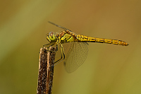 g3233. Vka obecn (Sympetrum vulgatum)