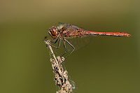 g3540. Vka obecn (Sympetrum vulgatum)