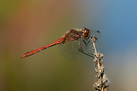 g3593. Vka obecn (Sympetrum vulgatum)