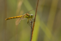 j0792. Vka obecn (Sympetrum vulgatum)