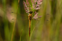 j0854. Vka obecn (Sympetrum vulgatum)