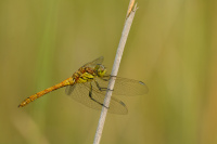 j0880. Vka obecn (Sympetrum vulgatum)