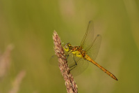 j1003. Vka obecn (Sympetrum vulgatum)