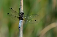 f1506. Vka plav (Libellula fulva)