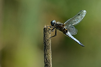 f1547. Vka plav (Libellula fulva)