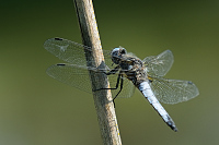 f1595. Vka plav (Libellula fulva)