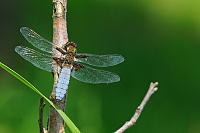 	A0726	 Vka plosk (Libellula depressa)