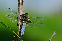 	A0735	 Vka plosk (Libellula depressa)
