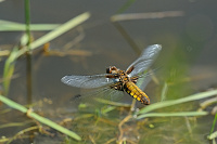 	A0765	 Vka plosk (Libellula depressa)