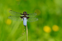 	A0780	 Vka plosk (Libellula depressa)