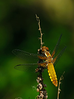 	A0822	 Vka plosk (Libellula depressa)