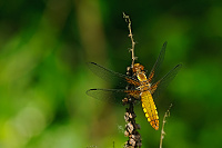 	A0825	 Vka plosk (Libellula depressa)