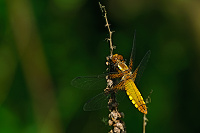 	A0845	 Vka plosk (Libellula depressa)