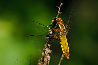 Vážka ploská (Libellula depressa)