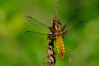 	A0861	 Vka plosk (Libellula depressa)