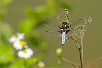 	A2010	 Vka plosk (Libellula depressa)