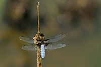	A2051	 Vka plosk (Libellula depressa)