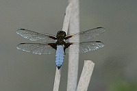 	A2115	 Vka plosk (Libellula depressa)