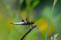 	A2382	 Vka plosk (Libellula depressa)