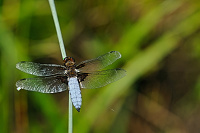 	A3660	 Vka plosk (Libellula depressa)