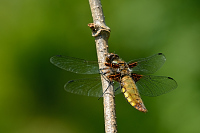 b1258 Vka plosk (Libellula depressa)
