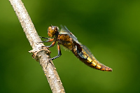 b1281 Vka plosk (Libellula depressa)