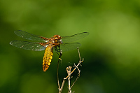 b1942 Vka plosk (Libellula depressa)