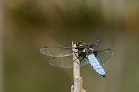 b2196 Vka plosk (Libellula depressa)