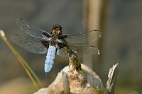 b2231 Vka plosk (Libellula depressa)
