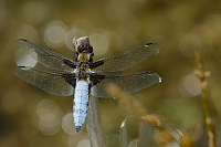 b2268 Vka plosk (Libellula depressa)