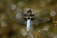 b2270 Vka plosk (Libellula depressa)