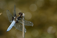 b2278 Vka plosk (Libellula depressa)