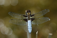 b2287 Vka plosk (Libellula depressa)