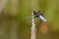 b2336 Vka plosk (Libellula depressa)
