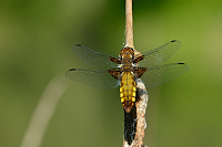 b2458 Vka plosk (Libellula depressa)