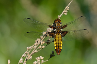 b2461 Vka plosk (Libellula depressa)