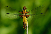 c2757. Vka plosk (Libellula depressa)