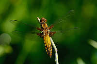 c2793. Vka plosk (Libellula depressa)