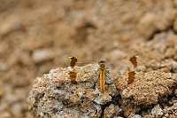 	7446.	 Vka podhorn (Sympetrum pedemontanum)