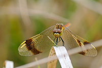 	7939.	 Vka podhorn (Sympetrum pedemontanum)