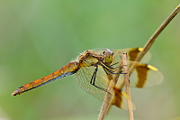 	7956.	 Vka podhorn (Sympetrum pedemontanum)