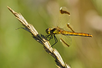 	A4736	 Vka podhorn (Sympetrum pedemontanum)