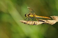 	A4753	 Vka podhorn (Sympetrum pedemontanum)