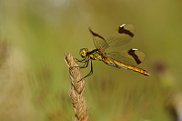 Vka podhorn (Sympetrum pedemontanum)