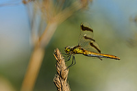 	A4782	 Vka podhorn (Sympetrum pedemontanum)