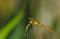 	A4827	 Vka podhorn (Sympetrum pedemontanum)